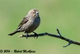 Brown-headed Cowbird - (Molothrus ater) - Vacher à tête brune