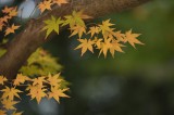 Komyoji-Temple at Kyoto 2014
