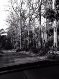 after the fires