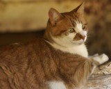 DSC01817 - Barn Cat, Meaney