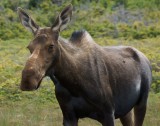 DSC04992 - Young Cow Moose
