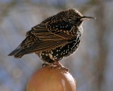 _DSC6419 - Juvenile Starling