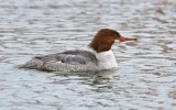 DSC08304 - Common Merganser (female)