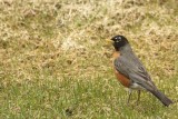 DSC09540 - Robin