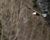 Eagle Watch 2012