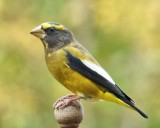 DSC04837 - Evening Grosbeak (Male)