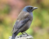 DSC04813 - Common Grackle