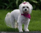 ZEENA