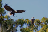 They're back from migration and refurbishing their nest 2013