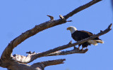 The Eagle has landed - one of the young couple