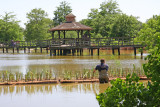Floating islands planted with Vetiver, Louisiana Irises and one cypress tree