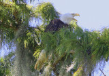 The Call of the Wild--Calling to Her Mate
