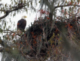 Guarding the Nest