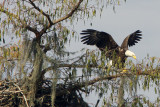 The Grace of an Eagle