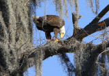 Eating the Creature under its Talons