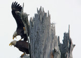 Eagle Life
