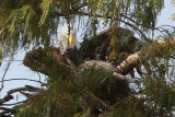 Preparing her Nest