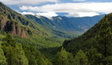 The Green Canary Island.