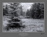 Pause in Storm Dolly Sods.jpg