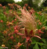 Prairie smoke (Geum triflorum)