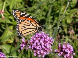 Monarch butterfly on Verbena bonariensis