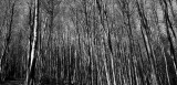 Out in the sticks