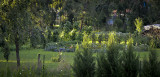 Evening light