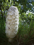 Coprinus comatus