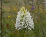 A. piramidalis