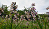 Epipactis palustris, Oostvaardersplassen
