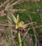 O. fusca