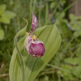 Cypripedium guttatum var. sybericum
