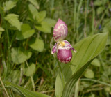 Cypripedium guttatum var. sybericum