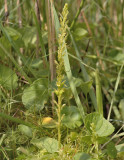 Veenmosorchis tussen moerasviool, haarmos, waternavel en Sphagnum