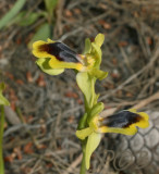 Ophrys blitopertha