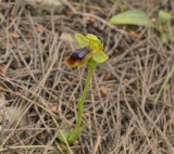 Ophrys blitopertha