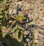 O. fusca ssp. calocaerina