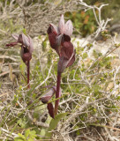 Serapias carica, donker