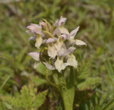 Dactilorhiza incarnata var. ochrantha
