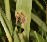 Roest, Puccinia sessilis