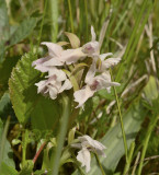 D. incarnata
