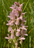 D. incarnata
