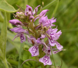 Krabspin op rietorchis