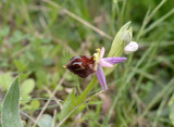 Ophrys biscutella