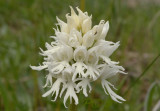 Orchis italica, alba