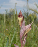 Serapias bergonii
