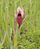 Serapias cordigera