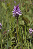 Dac. maculata ssp. ericetorum