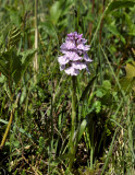 Dac. maculata ssp. ericetorum