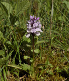 Dac. maculata ssp. ericetorum